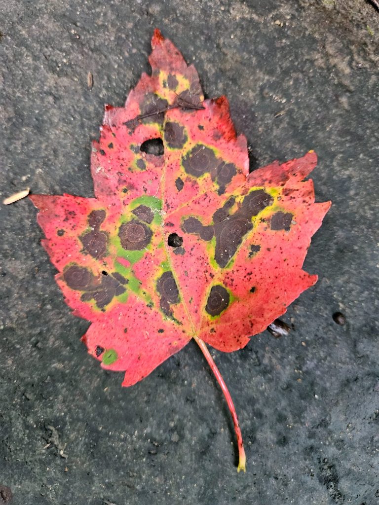 Photo Credits: Joseph A. Lucido - Copyright 2023